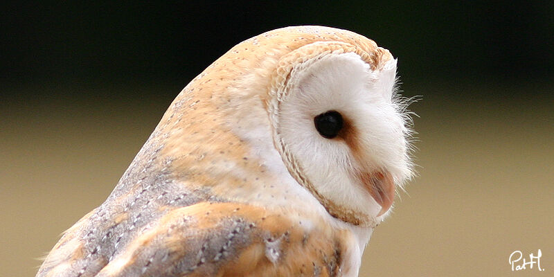 Western Barn Owl