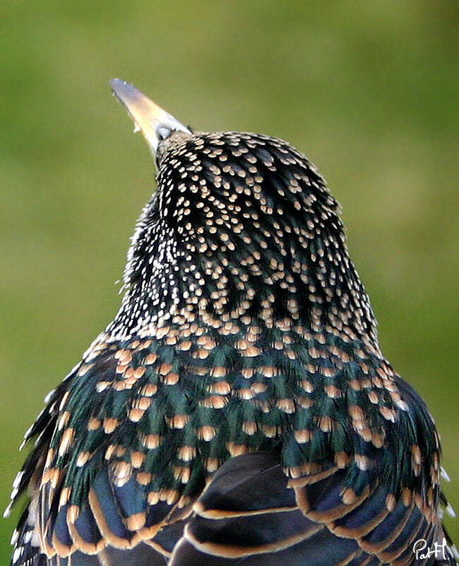 Étourneau sansonnetadulte internuptial, identification