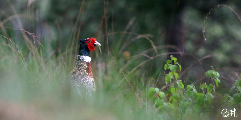 Common Pheasantadult, identification