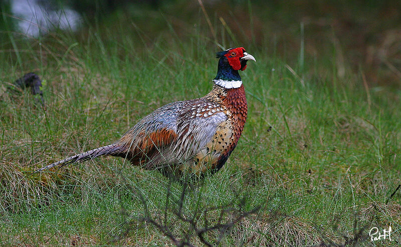 Faisan de Colchide mâle adulte nuptial, identification