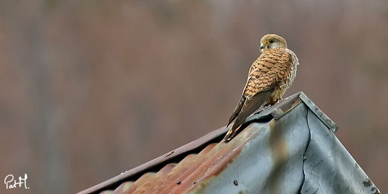 Common Kestreladult, identification