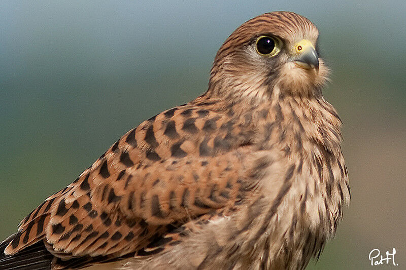 Common Kestreljuvenile, identification