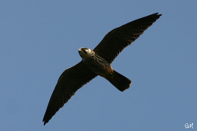 Eurasian Hobby, Flight