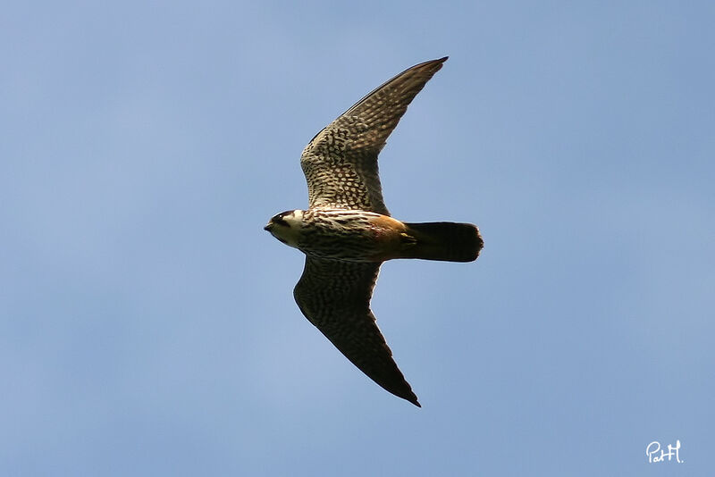 Eurasian Hobby, Flight