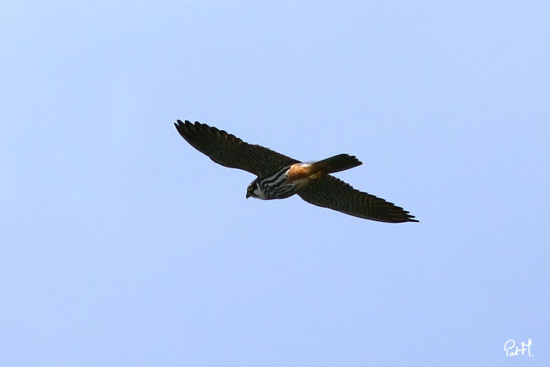 Eurasian Hobby, Flight