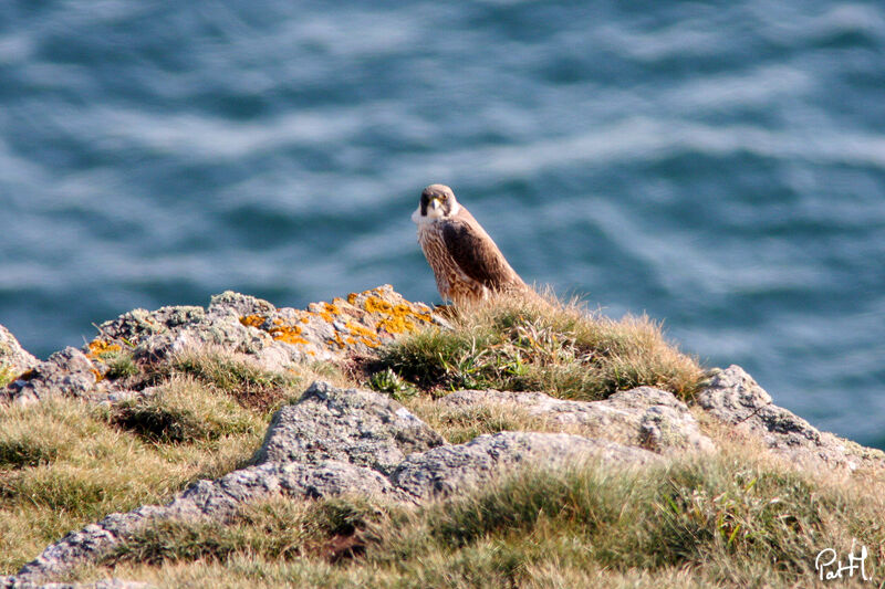 Peregrine Falcon