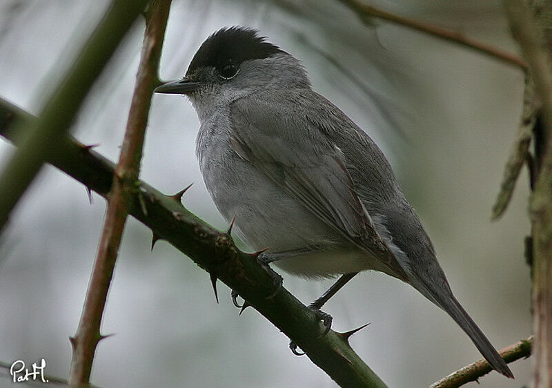 Fauvette à tête noire mâle adulte, identification