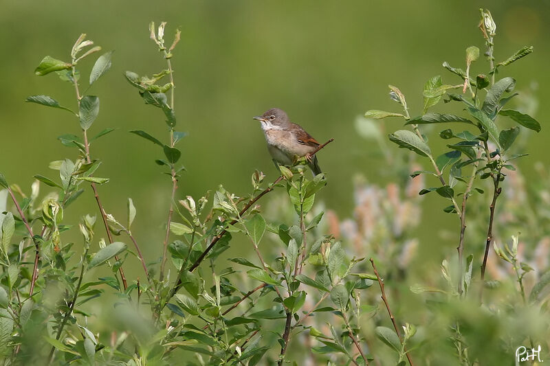 Common Whitethroat male adult, identification