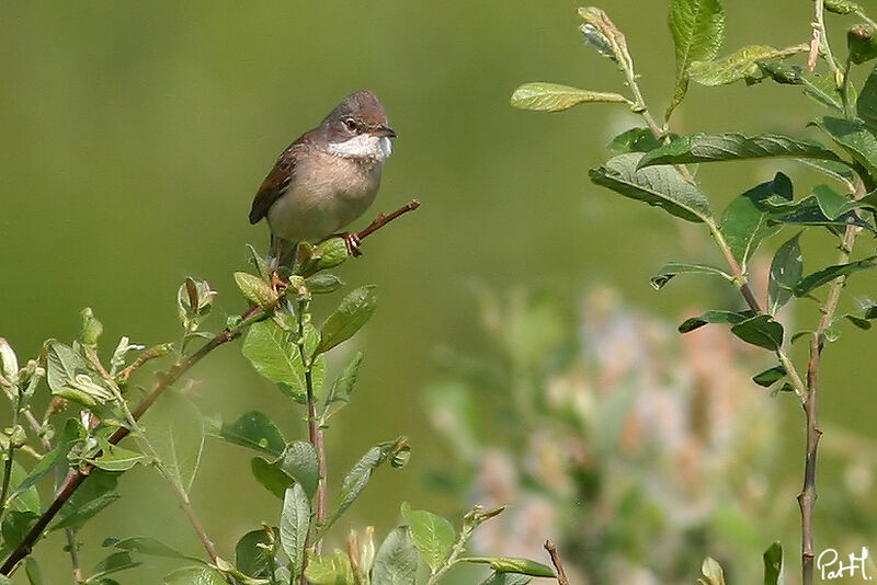 Fauvette grisette mâle adulte, identification