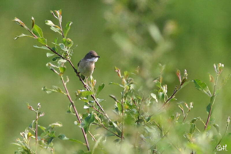 Fauvette grisette mâle adulte, identification