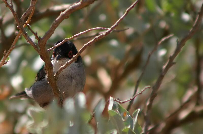 Sardinian Warbler male adult, identification