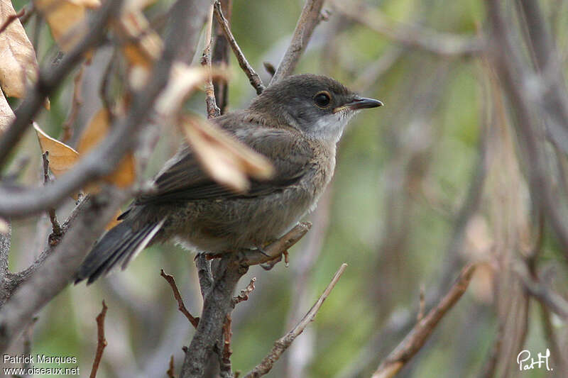 Sardinian Warblerjuvenile, identification