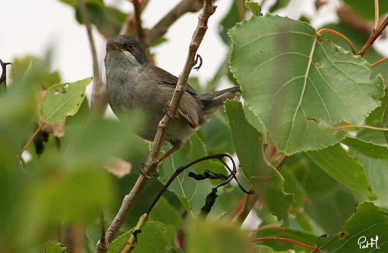 Sardinian Warbler female adult, identification