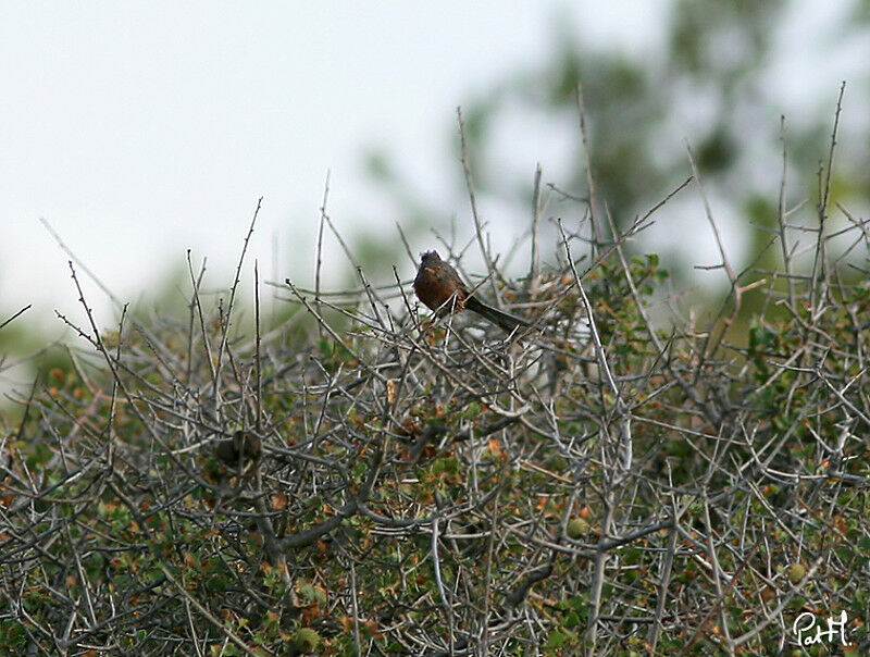 Dartford Warbler male adult, identification