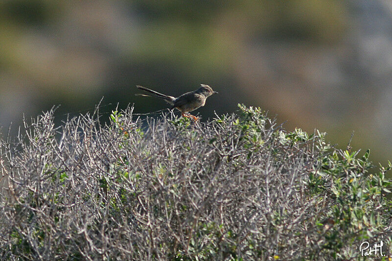 Fauvette pitchoujuvénile, identification