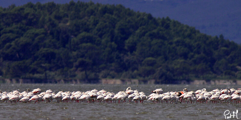 Flamant rose, identification, régime, Comportement