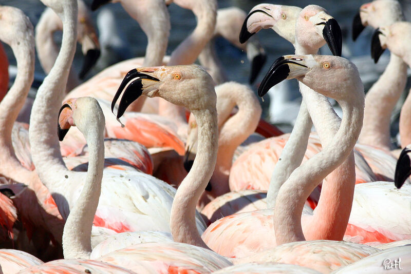 Greater Flamingo, identification, Behaviour