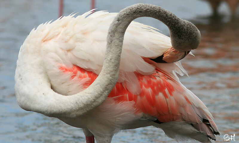 Flamant rose