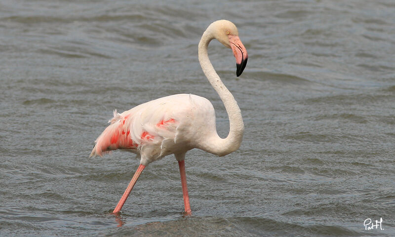 Flamant rose