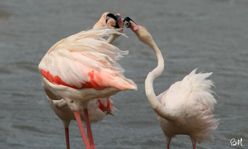 Flamant rose, Comportement