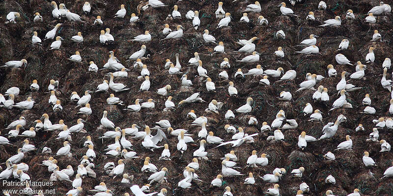 Northern Gannet, Reproduction-nesting, colonial reprod., Behaviour