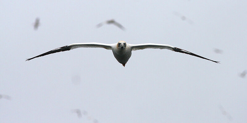 Northern Gannet