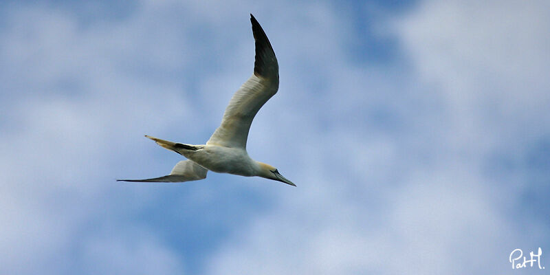 Northern Gannetadult, Flight