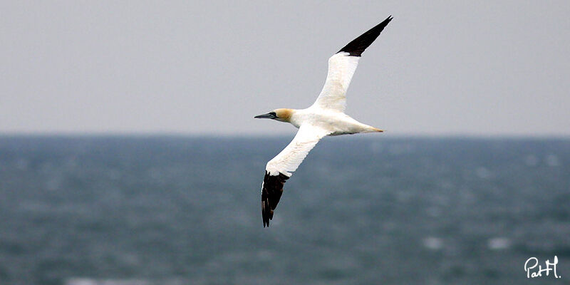 Northern Gannetadult, Flight