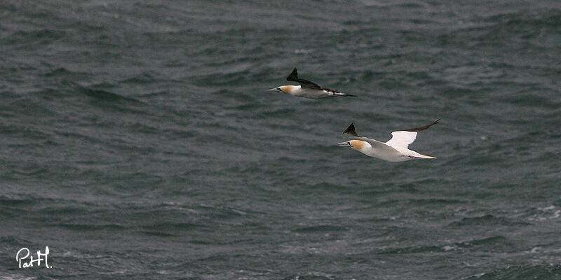 Northern Gannetadult, Flight