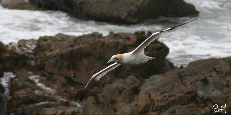 Northern Gannetadult, Flight