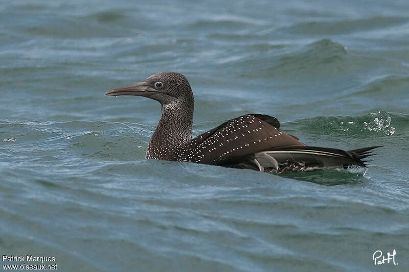 Fou de Bassanjuvénile, identification