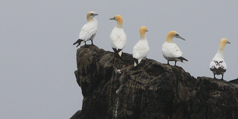 Northern Gannet, identification, Behaviour