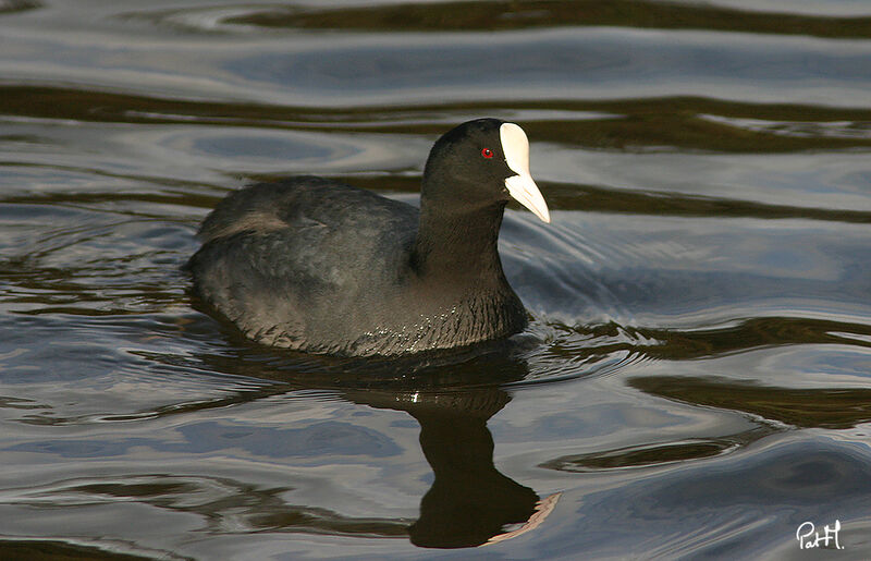 Foulque macrouleadulte, identification