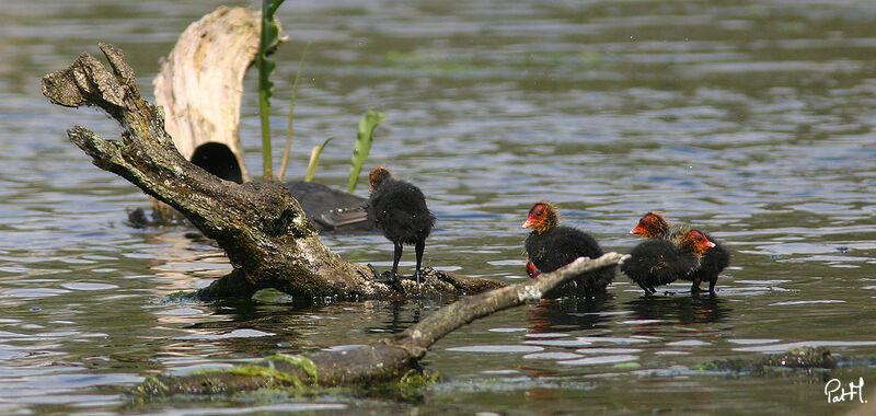 Eurasian Cootjuvenile, identification