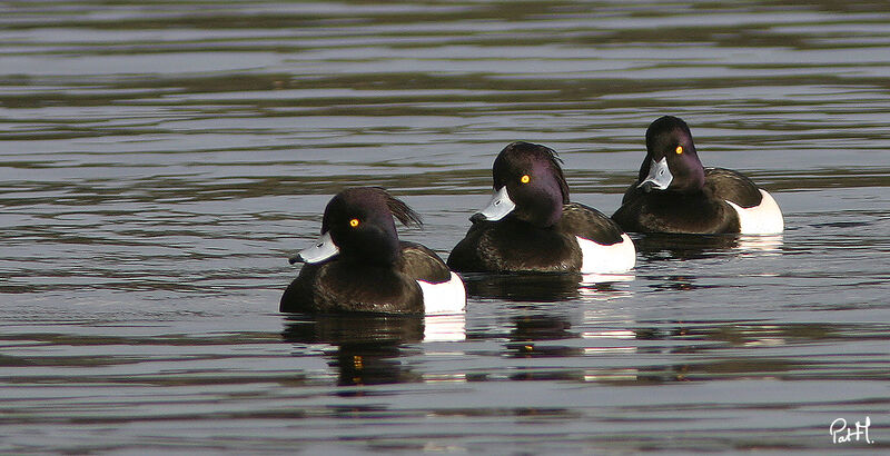 Tufted Duck male adult, identification