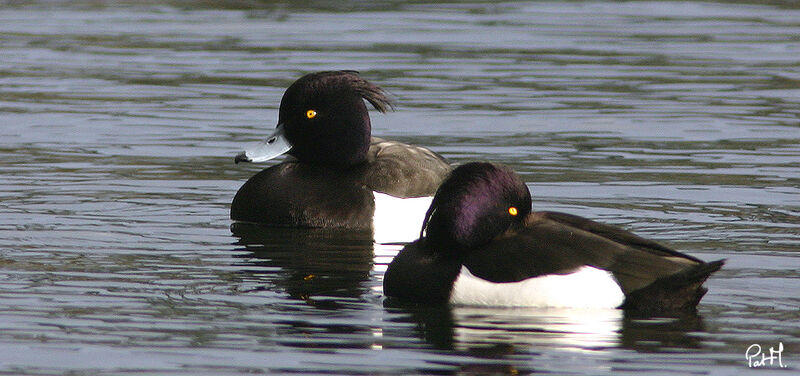 Tufted Duck male adult, identification