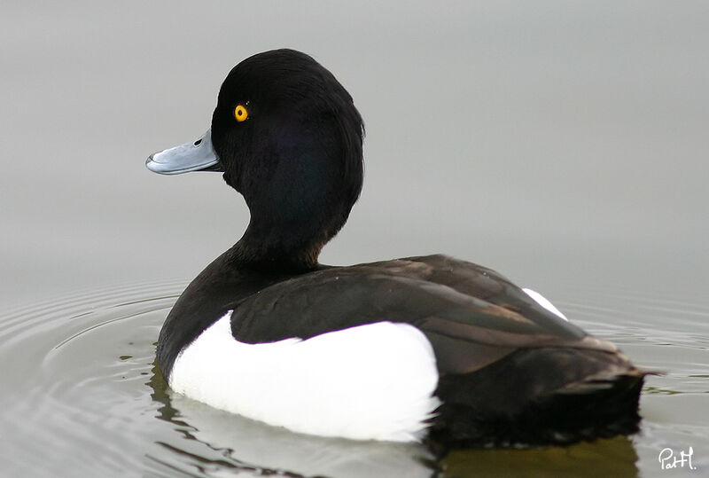 Tufted Duckadult, identification