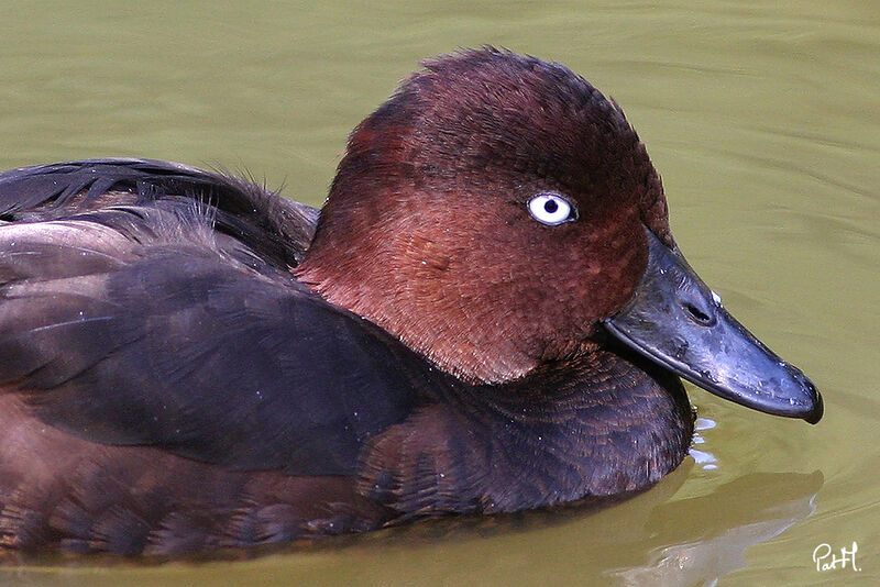 Ferruginous Duck male adult, identification