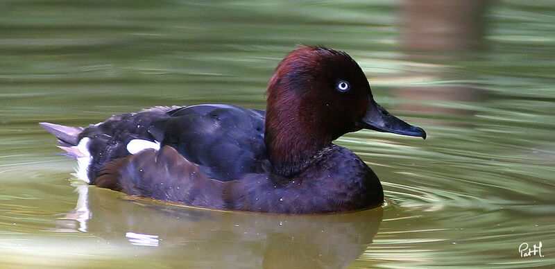 Ferruginous Duck male adult, identification