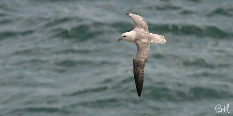 Northern Fulmar, Flight