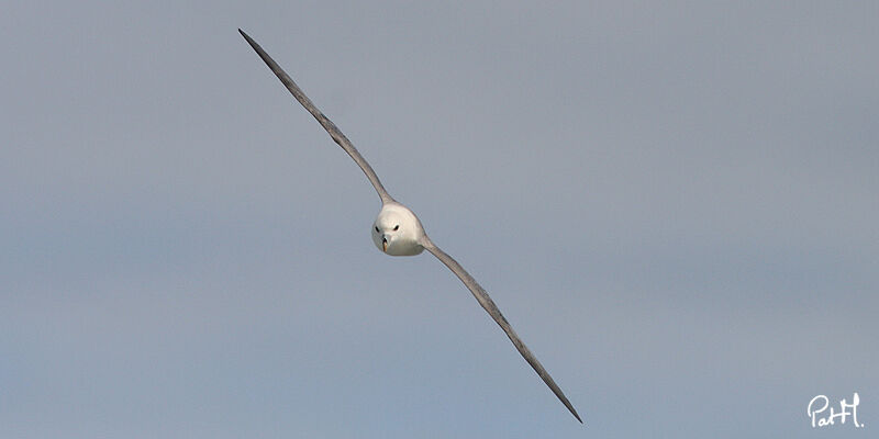 Fulmar boréal, Vol