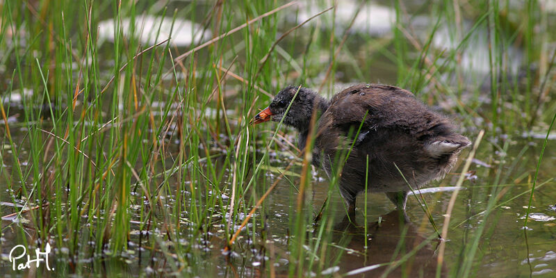 Gallinule poule-d'eau1ère année, identification