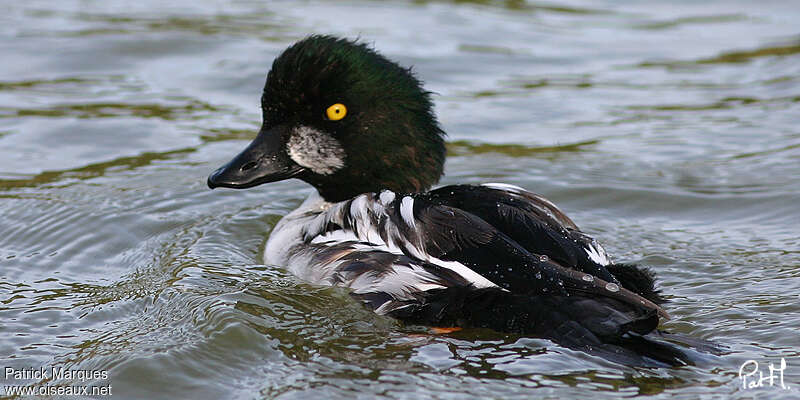 Common Goldeneye male Second year, identification