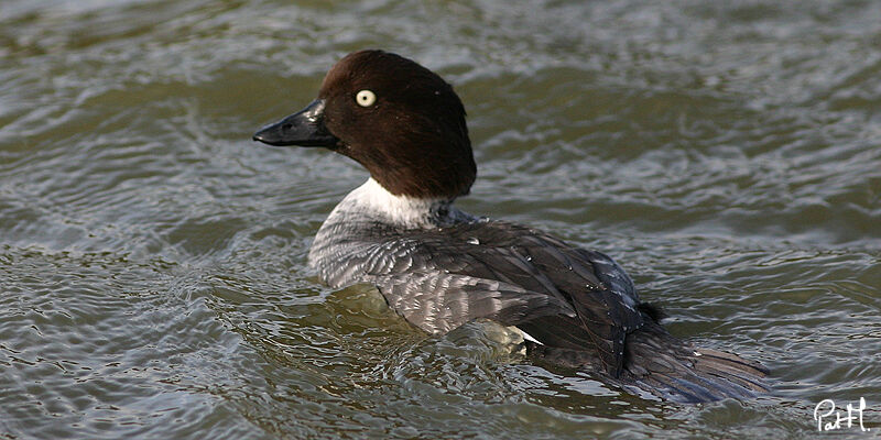 Common Goldeneye female, identification