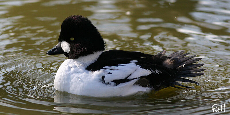 Common Goldeneye male, identification