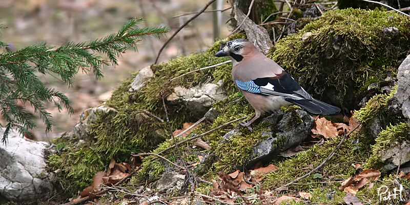 Eurasian Jay, identification