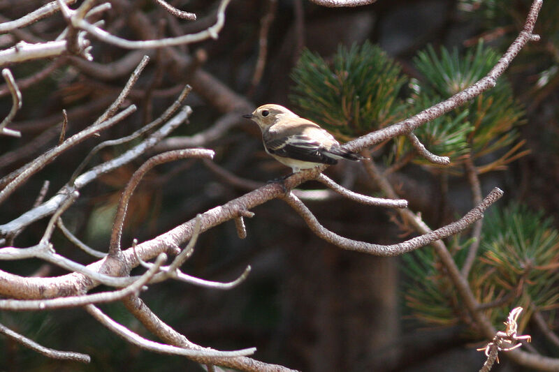 European Pied Flycatcher female adult, identification