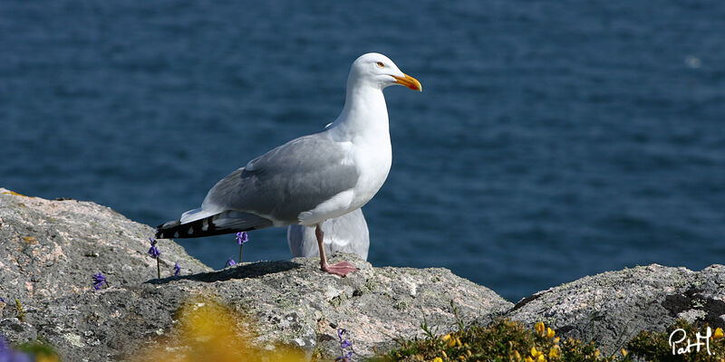 European Herring Gulladult breeding, identification