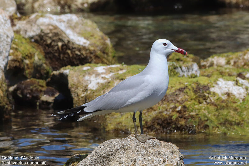 Goéland d'Audouinadulte, identification