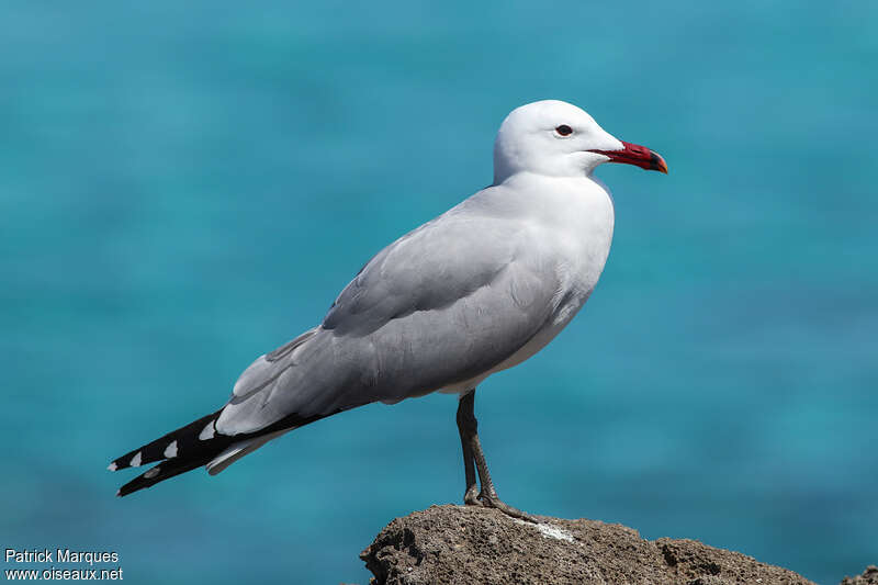 Goéland d'Audouinadulte nuptial, identification